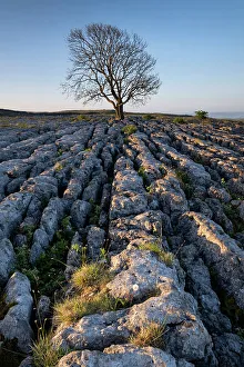 Yorkshire England Landmarks Prints: Lone bare Ash Tree on Limestone Pavement