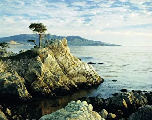 California Prints: The Lone Cypress Tree Print, Carmel Coast Landscape