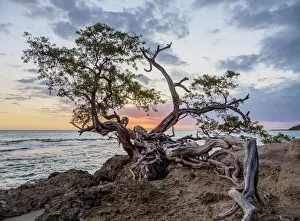 Lone Tree Print at Sunset, Treasure Beach, Jamaica