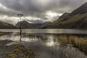 Images Dated 27th February 2015: Lone winter tree with marginal golden grasses, Buttermere, Lake District National Park