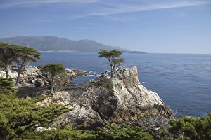 Lonely pine on 17 Mile Drive near Monterey, California, United States of America Lonely pine on 17 Mile Drive near Monterey, California, United States of America