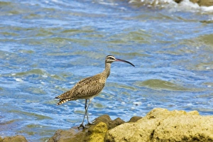 Long-billed Curlew (Numenius americanus) on Playa Guiones beach at Nosara, Nicoya Peninsula, Guanacaste Province Long-billed Curlew (Numenius americanus) on Playa Guiones beach at Nosara, Nicoya Peninsula, Guanacaste Province