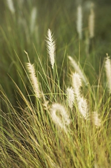 Summer Atmosphere Prints: Long grass