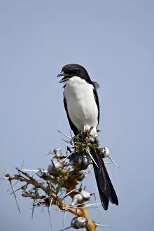 Selous Game Reserve Collection: Long-tailed fiscal (Lanius cabanisi), Selous Game Reserve, Tanzania, East Africa, Africa