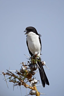 Long-tailed fiscal (Lanius cabanisi), Selous Game Reserve, Tanzania, East Africa, Africa Long-tailed fiscal (Lanius cabanisi), Selous Game Reserve, Tanzania, East Africa, Africa