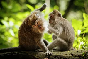 Long Tailed Macaques, Monkey Forest Sanctuary, Ubud, Bali, Indonesia, Southeast Asia Long Tailed Macaques, Monkey Forest Sanctuary, Ubud, Bali, Indonesia, Southeast Asia