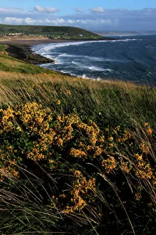 Prints of Looking across Croyde Bay from Baggy Point, north Devon, England, United Kingdom, Europe Devon Prints: North Devon Landscape Print - Croyde Bay from Baggy Point