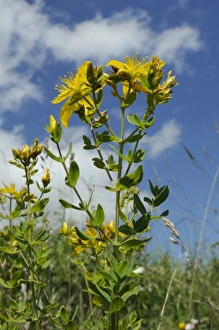 Medicinal Plants Europe Prints: Low angle view of Perforate (Common) St