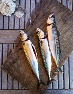 Mackerel fish, Grebbestad, Bohuslan region, west coast, Sweden, Scandinavia, Europe Mackerel fish, Grebbestad, Bohuslan region, west coast, Sweden, Scandinavia, Europe