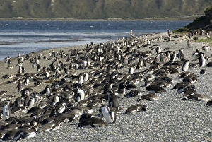 Magellanic penguins (Spheniscus magellanicus), Isla Martillo, Ushuaia, Beagle Channel Magellanic penguins (Spheniscus magellanicus), Isla Martillo, Ushuaia, Beagle Channel