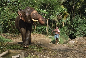 Asian Elephant Conservation Prints: A mahoot with a single elephant