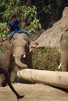 Southeast Asia Wildlife Tourism Prints: Mahout and working elephant