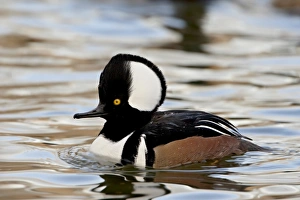 Male hooded merganser (Lophodytes cucullatus) in breeding plumage, Rio Grande Zoo Male hooded merganser (Lophodytes cucullatus) in breeding plumage, Rio Grande Zoo