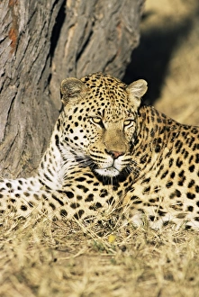 Prints of Male leopard, Panthera pardus, in captivity, Namibia, Africa Namibia Prints: Male Leopard Print, Namibia Africa