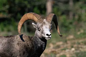 Male stone sheep (Ovis dalli stonei), Stone Mountain Provincial Park, British Columbia Male stone sheep (Ovis dalli stonei), Stone Mountain Provincial Park, British Columbia