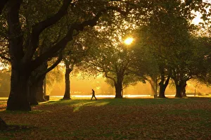 Prints of Man walking under trees, Hagley Park, Christchurch, Canterbury, South Island, New Zealand, Pacific Images Dated 2008 March: Man Walking Under Trees Print, New Zealand Landscape