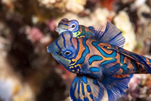 Indonesian Travel Destinations Prints: Mandarinfish (Synchiropus splendidus) mating, Sulawesi, Indonesia, Southeast Asia, Asia