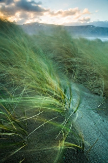 Marram Grass Photography Prints: Marram grass blows in the wind, Harlech, Gwynedd, Wales, United Kingdom, Europe
