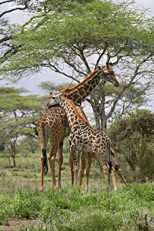 Masai Giraffe (Giraffa camelopardalis tippelskirchi) mother and young, Serengeti National Park Masai Giraffe (Giraffa camelopardalis tippelskirchi) mother and young, Serengeti National Park