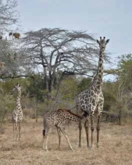 Selous Game Reserve Collection: Masai giraffe (Giraffa camelopardalis tippelskirchi) nursing, Selous Game Reserve