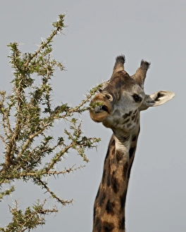 Masai giraffe (Giraffa camelopardalis tippelskirchi) feeding, Serengeti National Park Masai giraffe (Giraffa camelopardalis tippelskirchi) feeding, Serengeti National Park