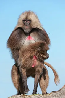Mating Gelada baboons (Theropithecus Gelada), Simien Mountains National Park Mating Gelada baboons (Theropithecus Gelada), Simien Mountains National Park