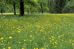 Wildflower Fields In Europe Prints: Meadow in spring time