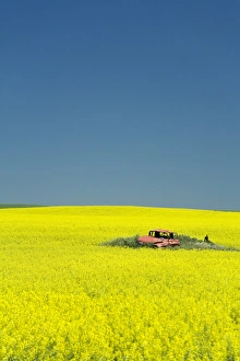 Prints of Field of canola on the Enchanted Highway, Regent, North Dakota, United States of America, North America Images Dated 2007 June: Canola Field Print, Enchanted Highway, North Dakota