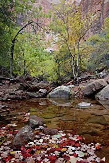 Middle Emerald Pool in the fall, Zion National Park, Utah, United States of America Middle Emerald Pool in the fall, Zion National Park, Utah, United States of America