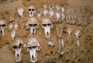 Monkey skulls embedded in mud wall to protect against evil spirits, Dogon village of Telle Monkey skulls embedded in mud wall to protect against evil spirits, Dogon village of Telle