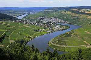 Moselle Valley near Mehring, Rhineland-Palatinate, Germany, Europe Moselle Valley near Mehring, Rhineland-Palatinate, Germany, Europe