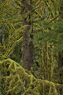 Lush Green Landscape Photography Prints: Moss-covered branches in the rainforest