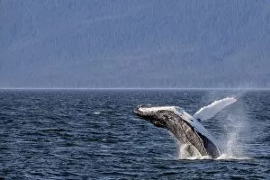Images Dated 13th May 2015: Mother humpback whale (Megaptera novaeangliae) breaching near her calf in Icy Strait