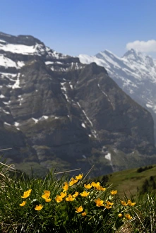 European Mountain Flowers Prints: Mountain flowers