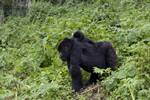 Mountain Gorilla Photography Prints: Mountain gorilla