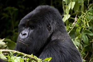 Mountain Gorilla (Gorilla gorilla beringei) silverback Mountain Gorilla (Gorilla gorilla beringei) silverback