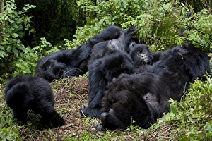 Mountain gorilla group (Gorilla gorilla beringei) Mountain gorilla group (Gorilla gorilla beringei)