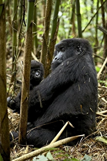 Mountain gorilla mother holding infant facing her Mountain gorilla mother holding infant facing her