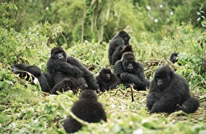 Mountain Gorillas (Gorilla gorilla beringei), silverback male resting with group Mountain Gorillas (Gorilla gorilla beringei), silverback male resting with group
