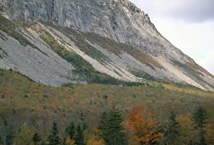 White Mountain National Forest Prints: Mountain and trees in autumn (fall)