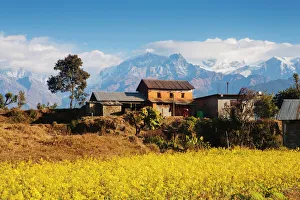 Mustard fields with the Annapurna Range of the Himalayas in the background, Gandaki Mustard fields with the Annapurna Range of the Himalayas in the background, Gandaki