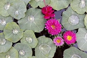 Nasturtium leaves with water droplets, Fuscia and other pink flowers floating on a pond, Kalaw, Myanmar (Burma), Southeast Asia Nasturtium leaves with water droplets, Fuscia and other pink flowers floating on a pond, Kalaw, Myanmar (Burma), Southeast Asia