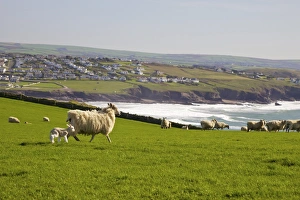 New-born lamb and sheep on pasture in spring sunshine, Pentire Headland New-born lamb and sheep on pasture in spring sunshine, Pentire Headland
