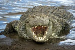 Nile crocodile (Crocodylus niliticus) on shore of Mara River with open jaws Nile crocodile (Crocodylus niliticus) on shore of Mara River with open jaws