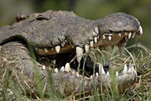 Nile Crocodile (Crocodylus niloticus) with mouth open, Kruger National Park Nile Crocodile (Crocodylus niloticus) with mouth open, Kruger National Park