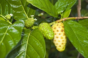 Nonu (noni) fruit, Huahine, French Polynesia, South Pacific, Pacific Nonu (noni) fruit, Huahine, French Polynesia, South Pacific, Pacific