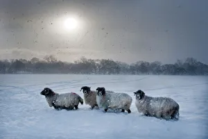 Sheep Prints: Northumberland Blackface Sheep in Snow Print, Tarset, Hexham