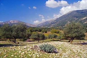 Ionian Islands Tourism Prints: Olive groves