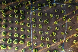 Images Dated 27th February 2021: Olive groves from above, aerial view, Apulia, Italy, Europe