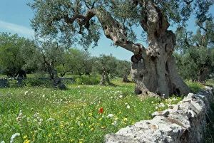 Prints of Olive trees, Puglia, Italy, Europe Puglia Prints: Olive Tree Print, Puglia Landscape